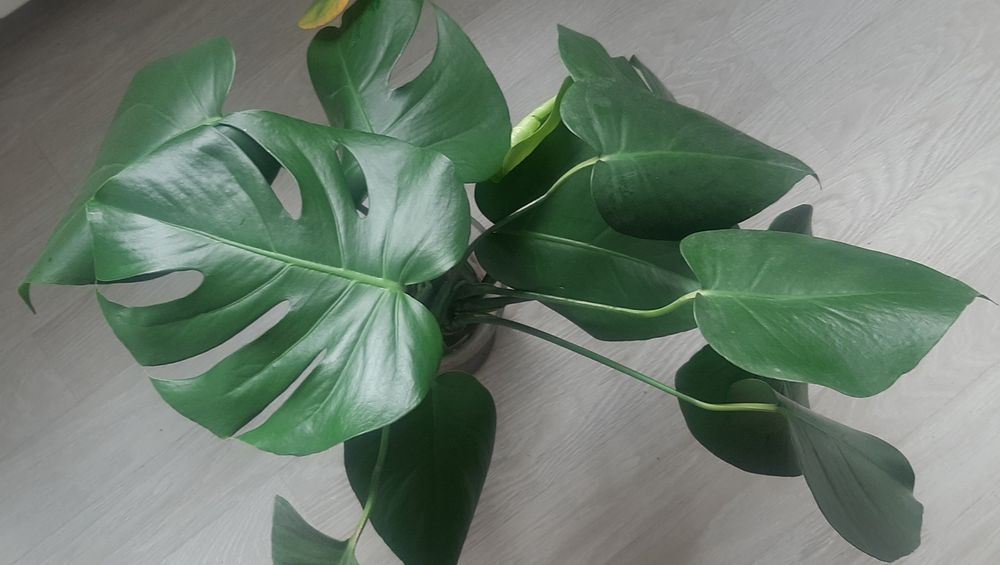 Monstera Deliciosa sadzonki