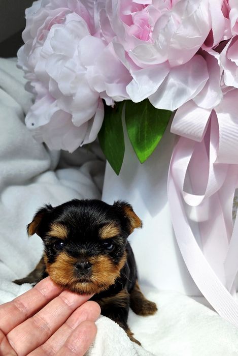 Piesek Yorkshire terrier rod ZKwP FCI