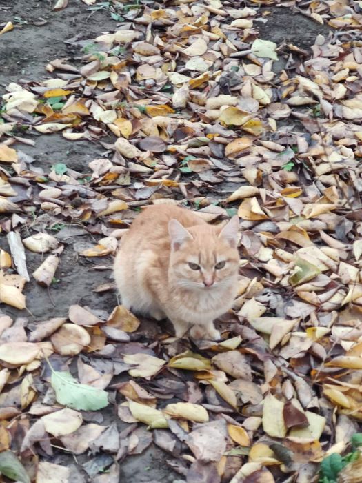 Отдам рыжего котенка, девочка, 5 месяцев