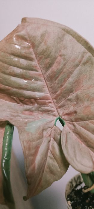 Kolekcjonerskie-Syngonium Pink Venom variegata