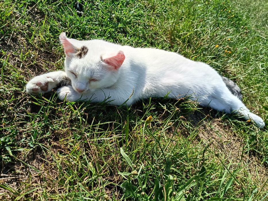 Koty do adopcji samodzielnie