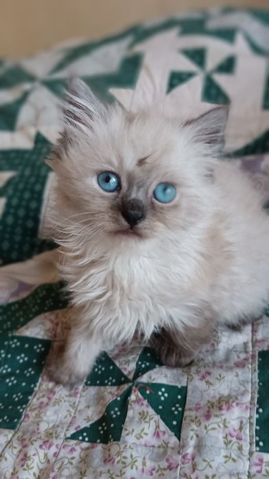 Невська маскарадна хлопчик 1,5