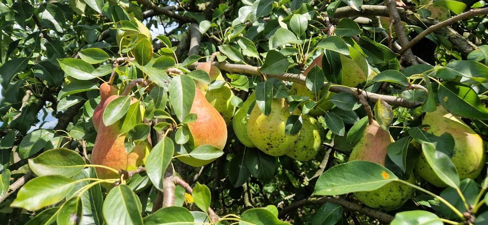 Sprzedam gruszki KLAPSA (faworytka)