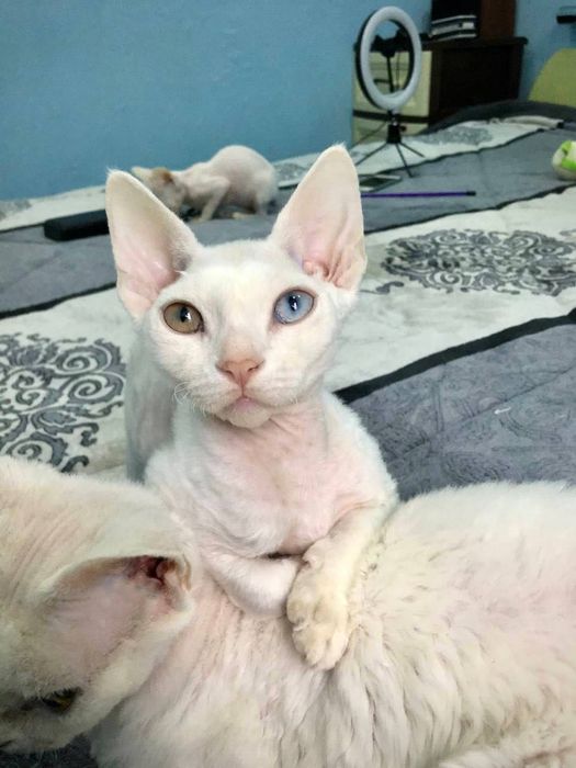 Котята Девон рекс