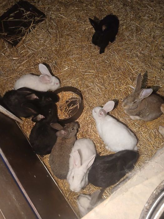 Молоді домашні кролики