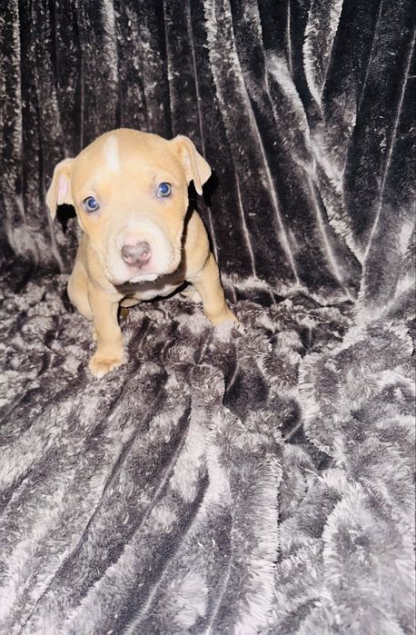 Чистокровные щенки Стаффы