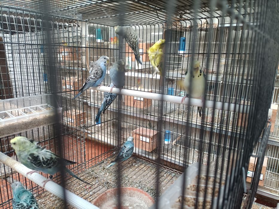 Tenho vários periquitos hagoromos