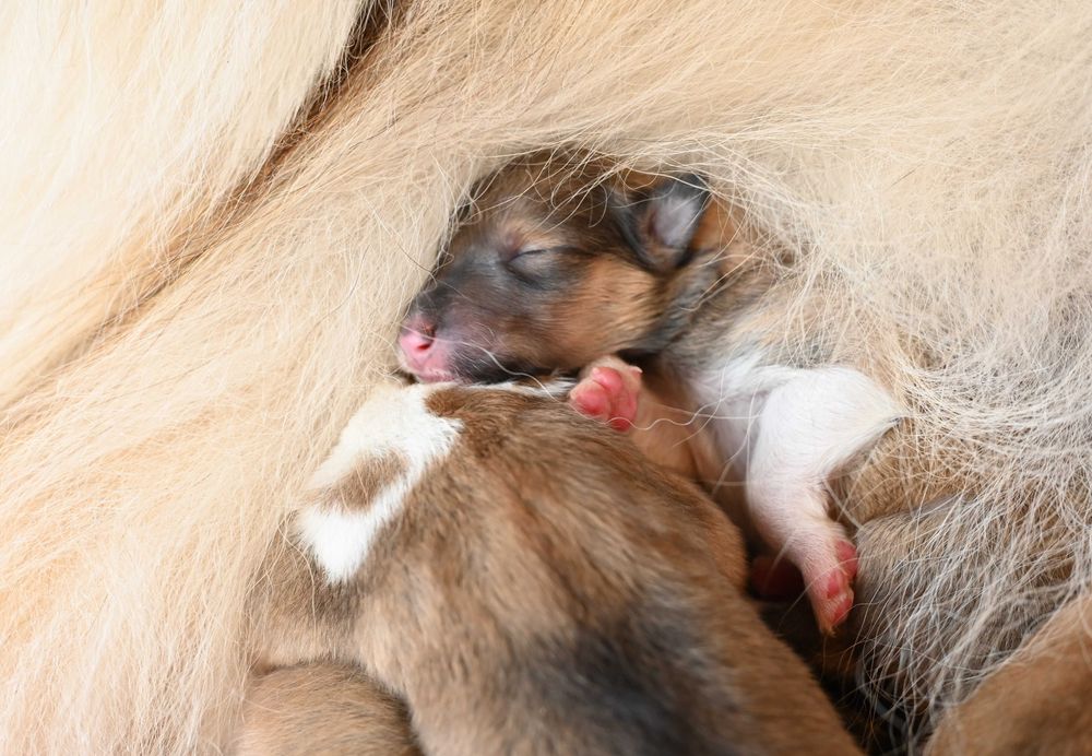 Szczenię z In Pleno - owczarek szkocki długowłosy collie (ZKwP, FCI)
