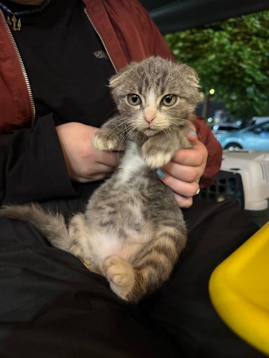 висловухе кошеня хлопчик