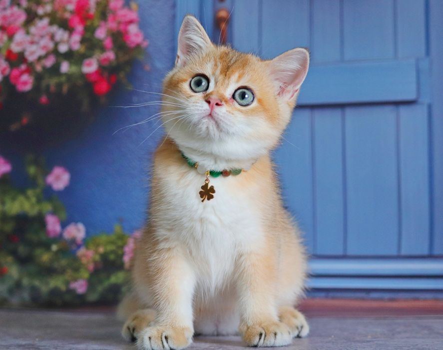 Мальчик золотая шиншилла