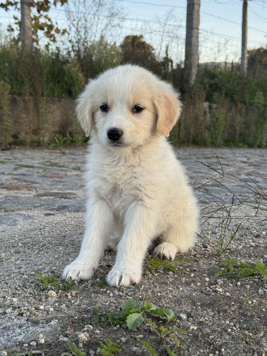 Golden Retriever