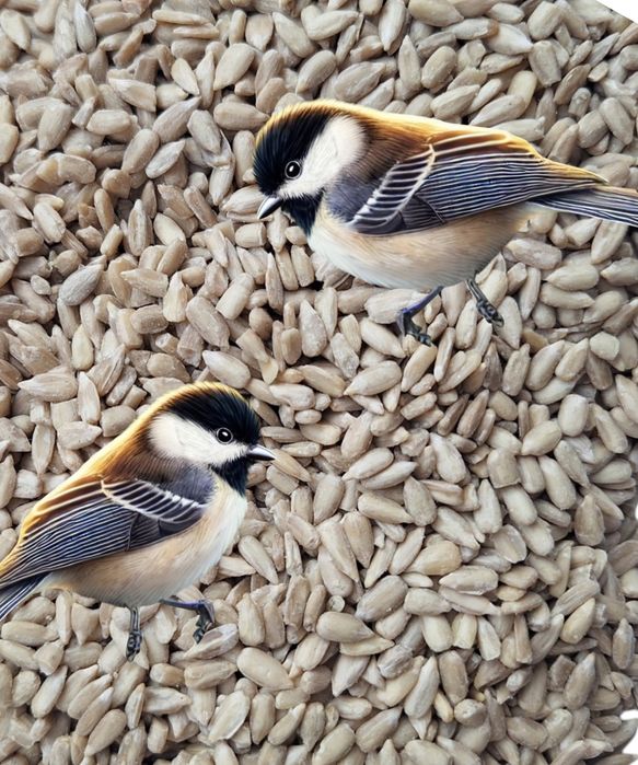 Słonecznik łuskany 5 kg Gratis 3.kolb tłuszczowych