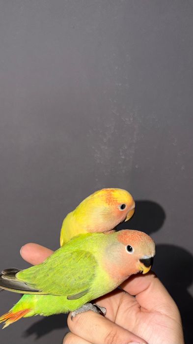 Agapornis criado a mão