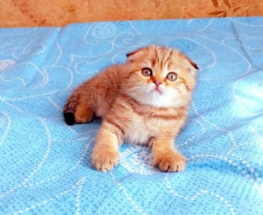 Золотые и серебристые шиншиллы Очаровательные малыши