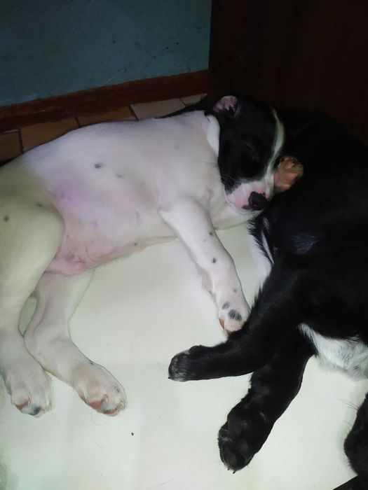 русский спаниель