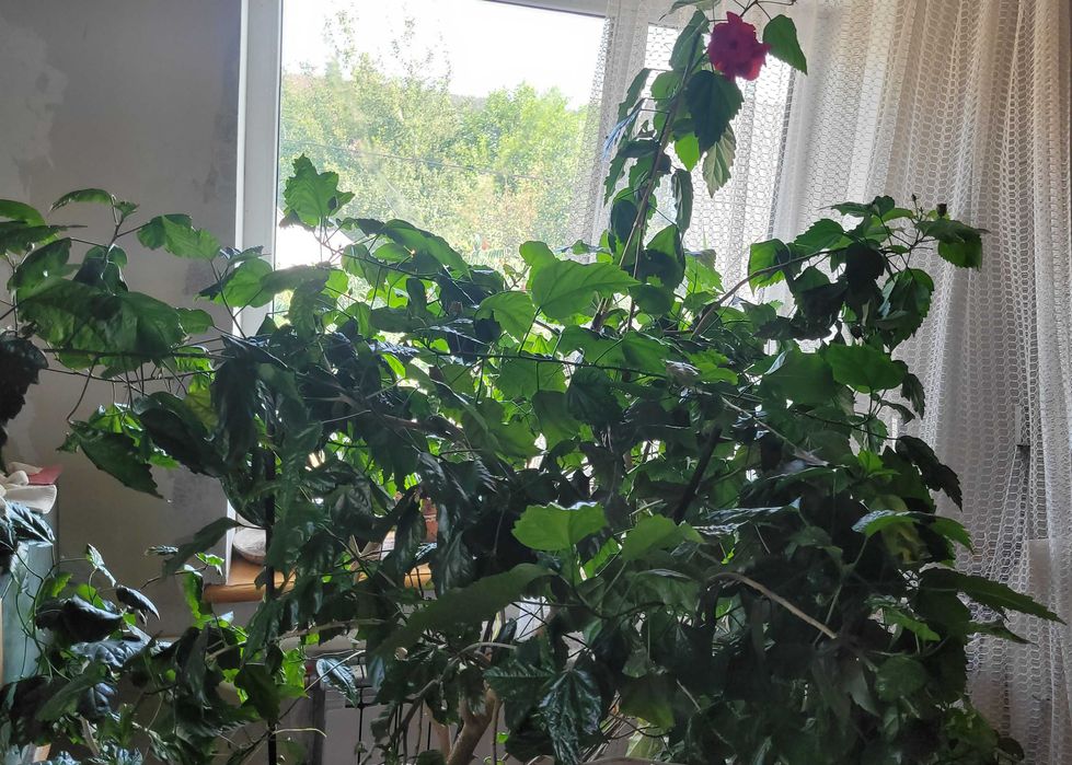 Огромное дерево гибискуса, китайской розы