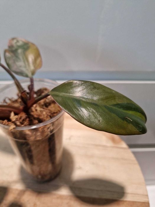 Philodendron black cardinal variegated Filodendron