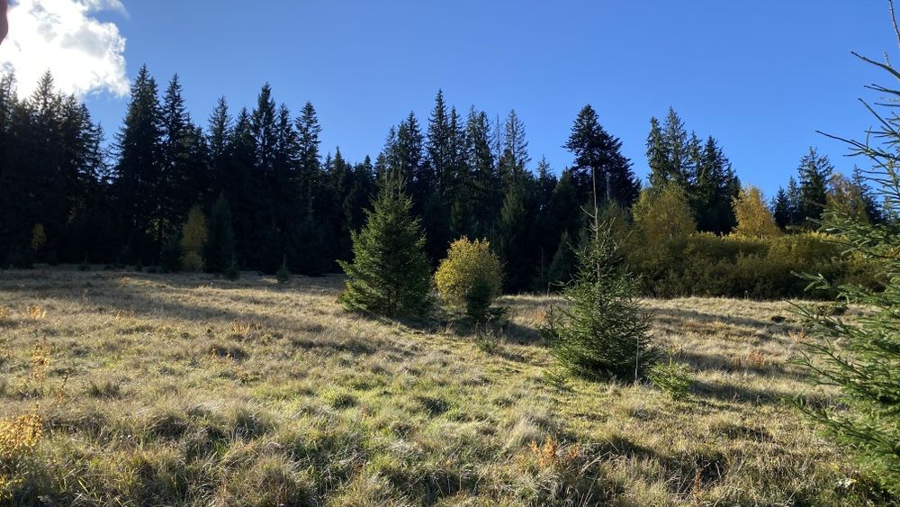 Земля під будову, межує з лісом, гарний доїзд
