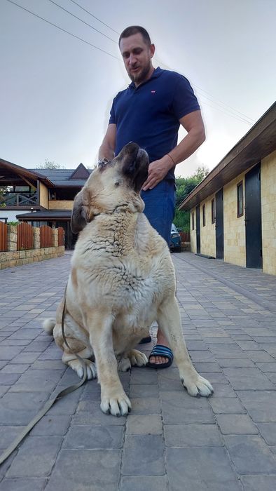 Іспанський Мастиф на вязку