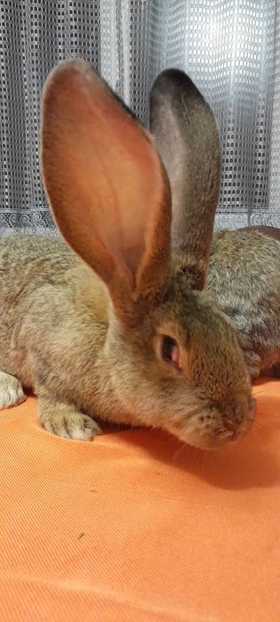 Кролики Фландер,