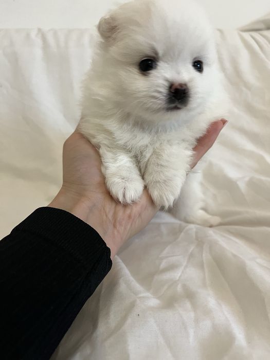 Pomeranian szczeniak