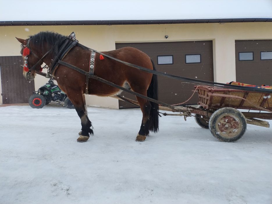 Koń Walach trzy lata