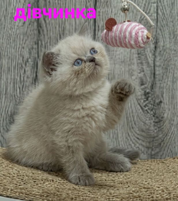 Висловухе кошеня