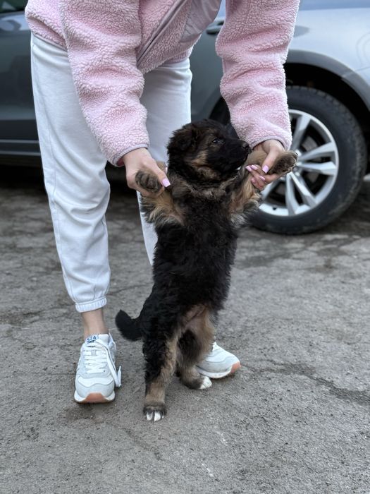 Довгошерстні вівчарки