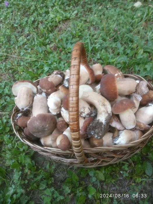 Сушені білі гриби Закарпаття