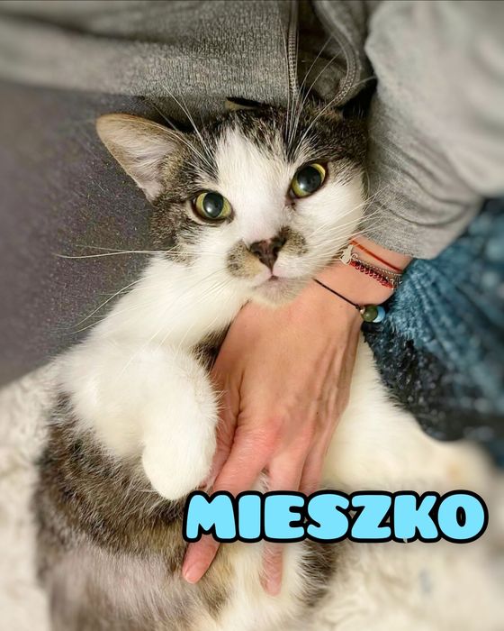 Przyjazny Mieszko szuka miłości :)