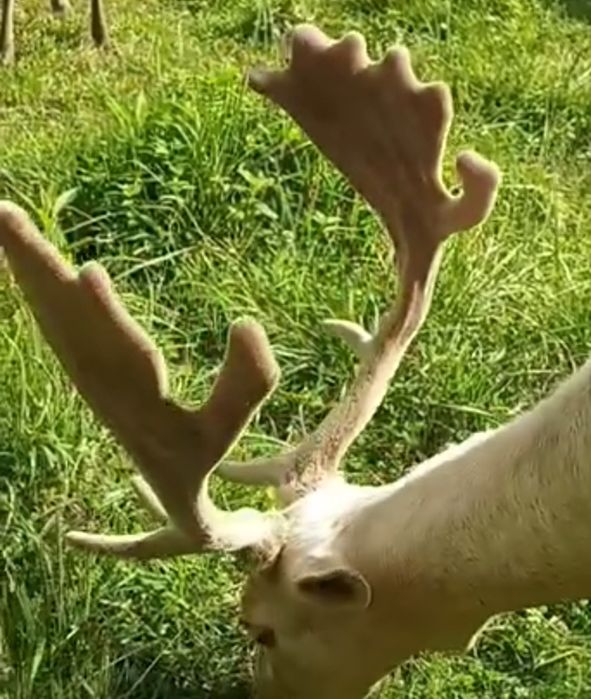 Cielak z 2022r ARiMR oswojony z transportem