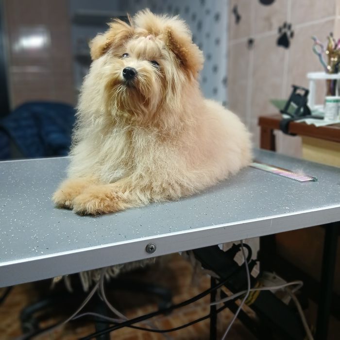 Pomapoo чудова дівчинка