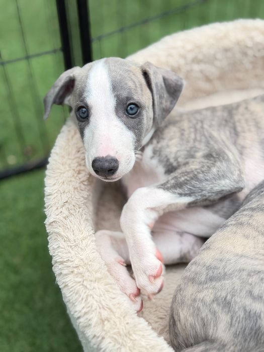 Whippet chłopiec