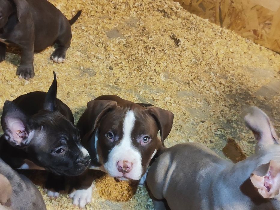 Американські буллі