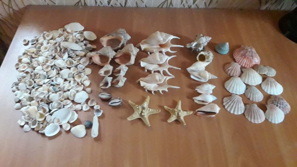 Мушлі морські різноманітні