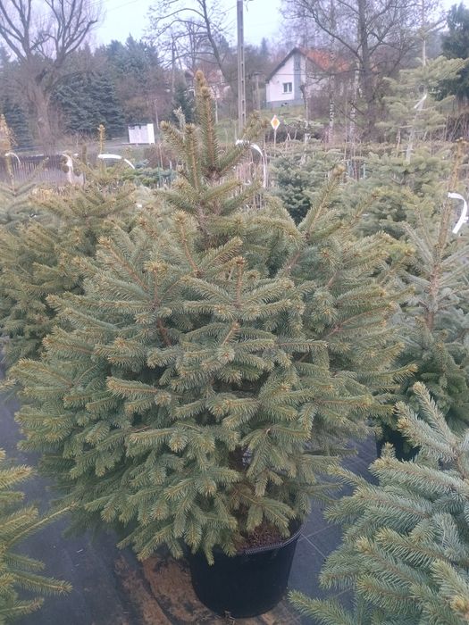 Świerk Srebrny Choinka w donicy