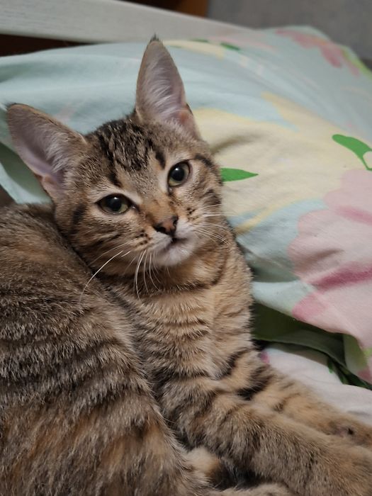 Отдам котят, Мальчик и девочка.