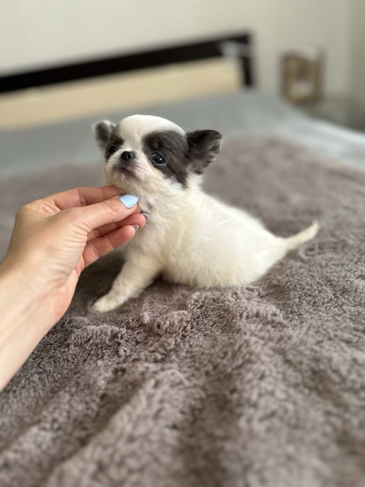 Menino chihuahua pelo longo , mini