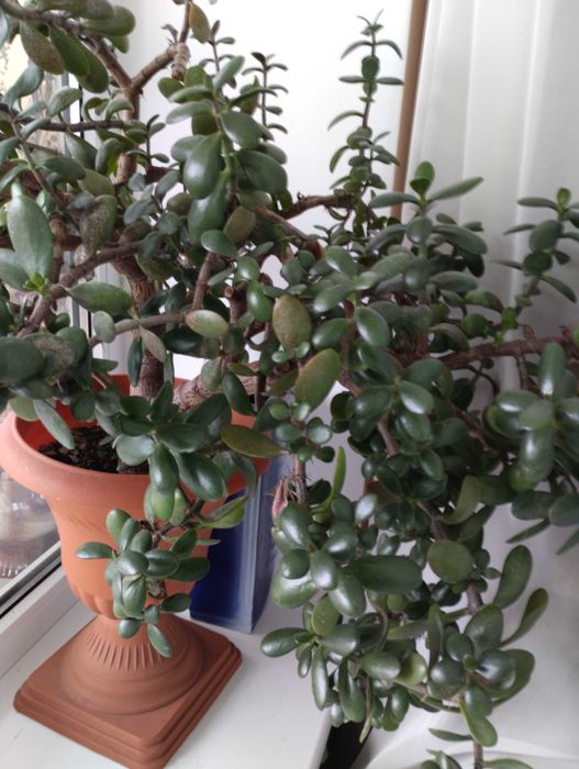 Грошове дерево, толстянка