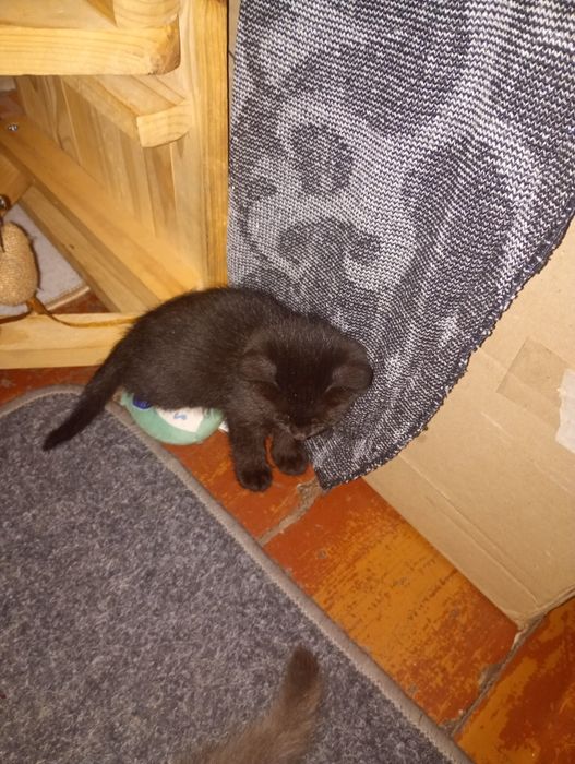 Котята в хорошие руки