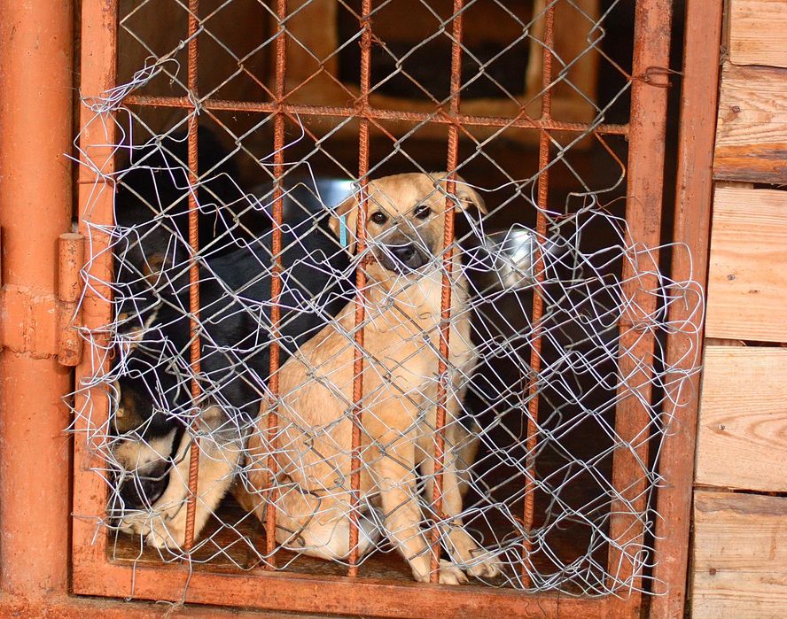 Цуцики в добрі руки