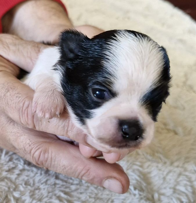 Chihuahua długowłosy piesek