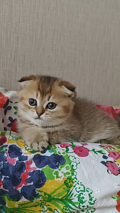 Золотая шиншилла чистокровная девочка