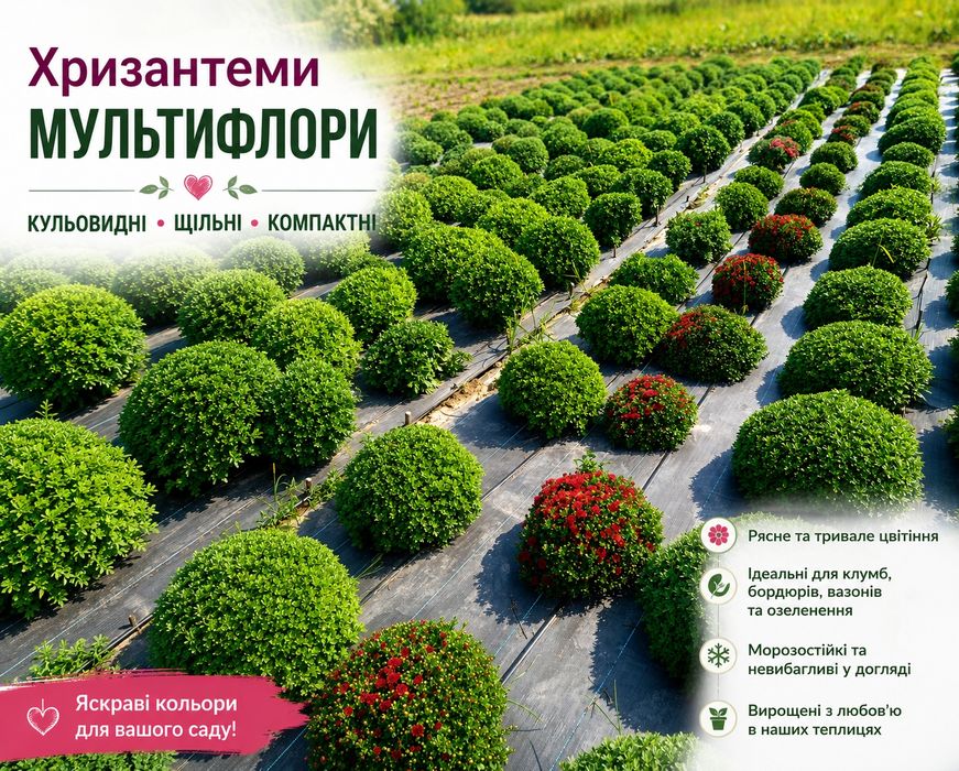 Хризантеми мультифлора раня та пізня  підберемо вам є різна ціна та різні ціни  звертатися за телефоном