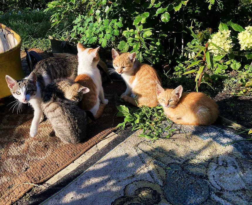 Чудові кошенята на прилаштування