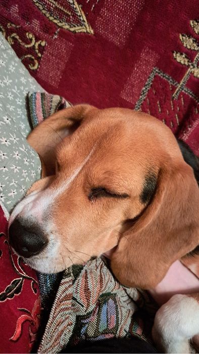 Собака породи Бігль