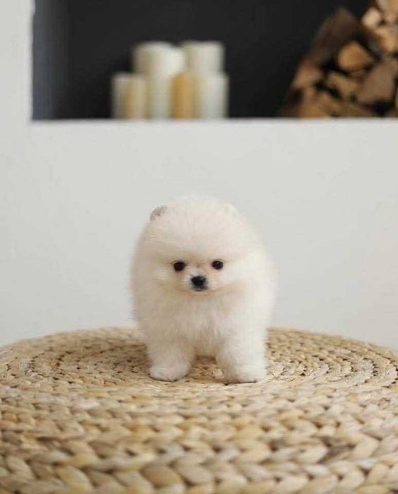 Crias de ursinho da Pomerânia