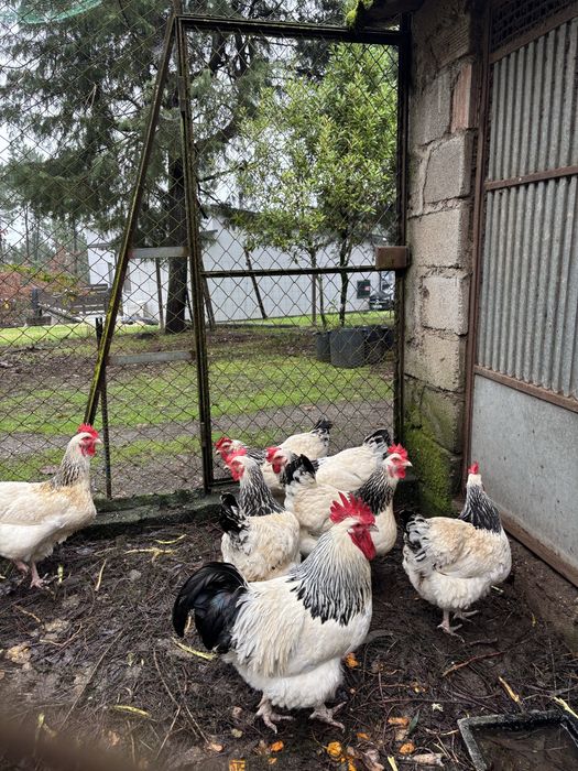 Australorp e Sussex ovos galados
