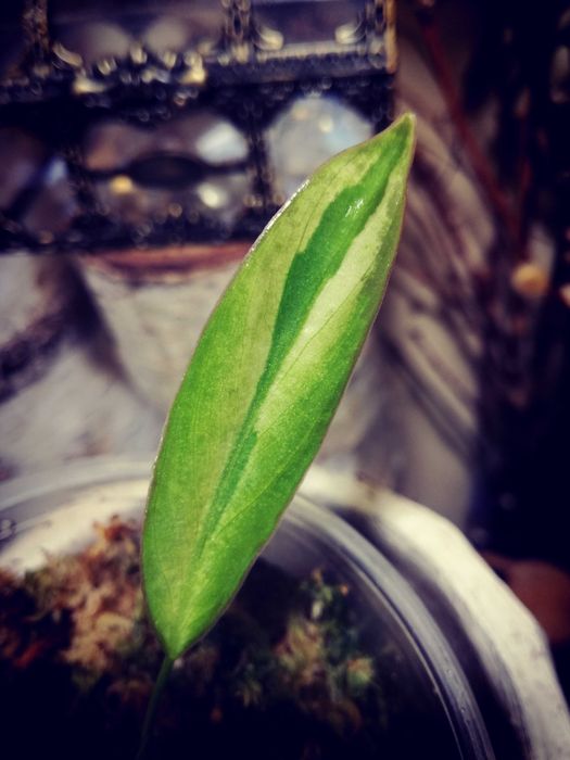 Philodendron Atabapoense Variegata duża RZADKOŚĆ Filodendron Monstera