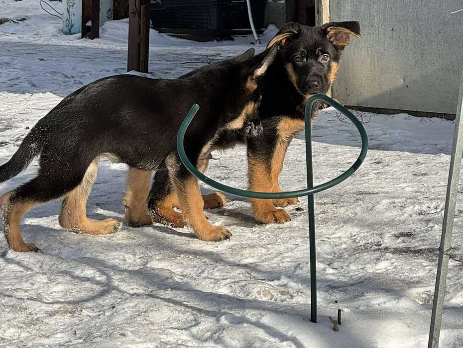 Щенки Чистокровной Немецкой Овчарки Харьков Доставка